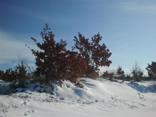 Zima U Kutjevu12.jpg